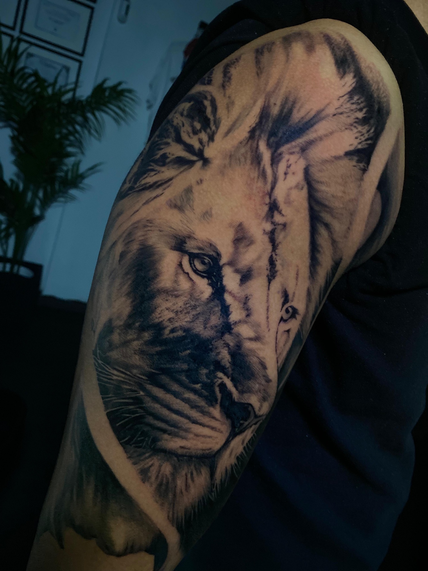 The Lion